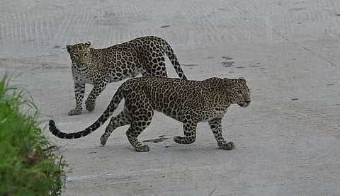 18 Cheeta