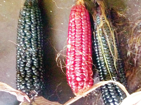 Black and Gold Corn,