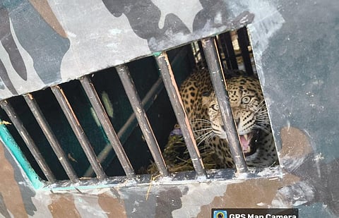  leopard