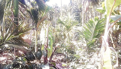 ಮಾಲಹಳ್ಳಿಯ ಎಚ್.ಎನ್.ಚಂದ್ರು ಅವರ ತೋಟಕ್ಕೆ ಕಾಡಾನೆಗಳು ನುಗ್ಗಿ ಅಡಕೆ, ಕಾಫಿ, ಬಾಳೆ ಬೆಳೆ ನಾಶಪಡಿರುವುದು