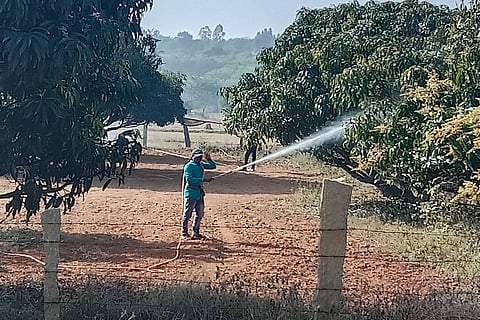 ಪಕ್ಷಿಸಂಕುಲಕ್ಕೆ ಉರುಳಾದ ರಾಸಾಯನಿಕ ಸಿಂಪಡಣೆ