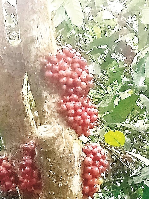 ಯವಕಪಾಡಿಯ ಗ್ರಾಮದ ಕೋಡಿಮನಿಯಂಡ ಎಂ.ಮೊಣ್ಣಪ್ಪ ಅವರ ತೋಟದಲ್ಲಿ ಕಾಫಿ ಗಿಡದ ಮುಖ್ಯ ಕಾಂಡದಲ್ಲೇ ಕಾಫಿ ಗೊಂಚಲು ಹಣ್ಣಾಗಿರುವುದು.