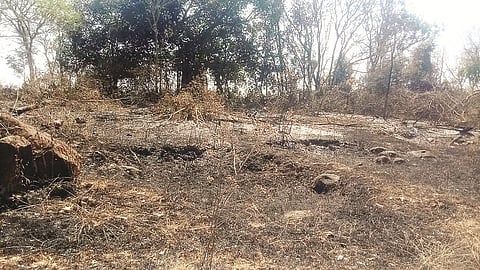 ಬೆಂಕಿ ತಗುಲಿ ಅಡಕೆ ಗಿಡ, ನೀರಿನ ಪೈಪ್ ಸುಟ್ಟು ಹೋಗಿರುವುದು.
