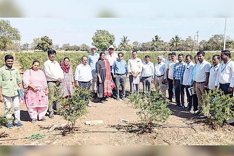 Alavandi Soil and Water Conservation Programme