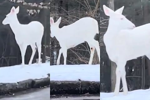 Albino Deer