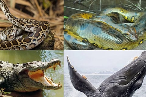 Animals Swallowing Humans