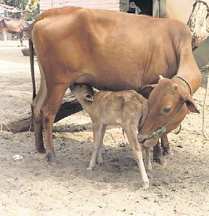 Cow-1