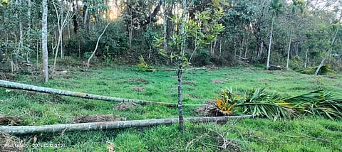 ಕಾಡಾನೆ ಉಪಟಳಕ್ಕೆ ಕಡಿವಾಣ ಬೀಳಲಿ