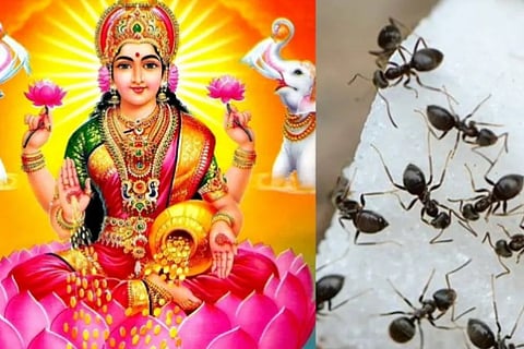 Goddess Lakshmi