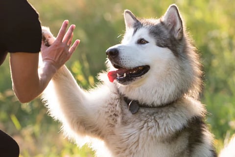 Husky Turns Hotel Porter For Chinese Homestay