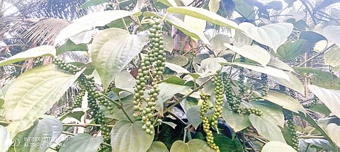 ಲಾಭ ತಂದುಕೊಟ್ಟ ಮಿಶ್ರ ಬೇಸಾಯ