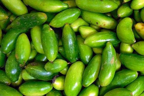 Ivy gourd