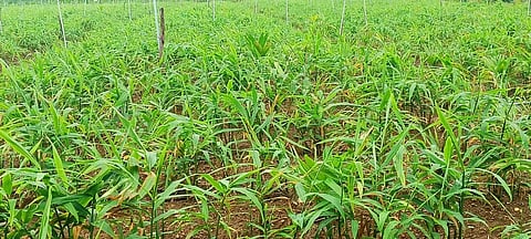 Jinger crop price down