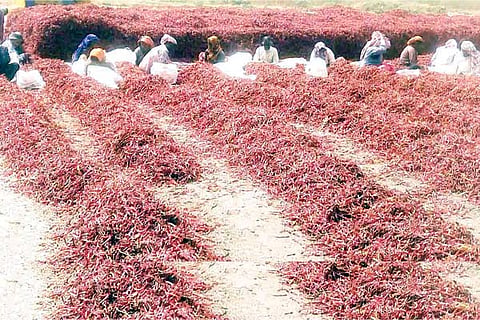 Kampli Chilli