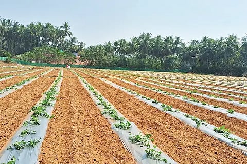 Ksd_Agriculture 01