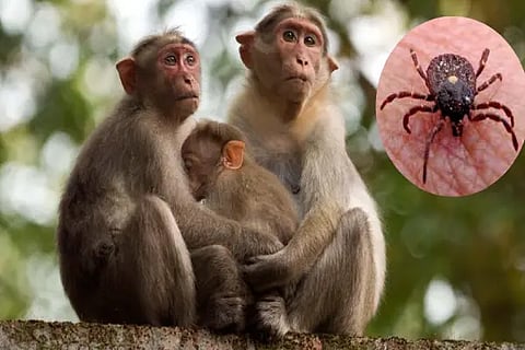 Kyasanur Forest Disease