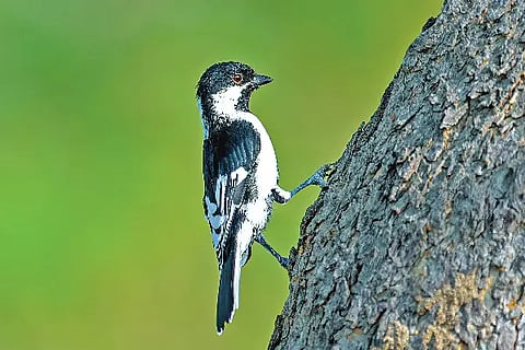 LXR bird