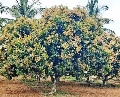 Mango Crop in hanagal
