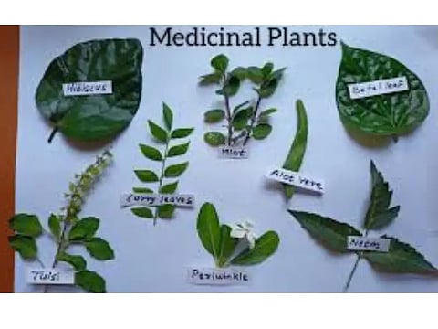 New Medical Platns New