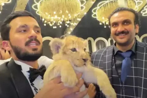 One Video Per Month Unusual Punishment For Pak YouTuber Who Got Lion Cub At Wedding