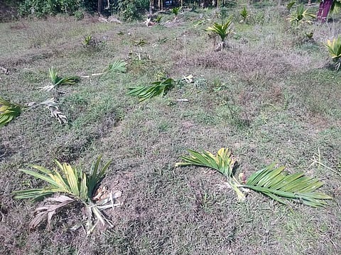 SDP ARECA LOSS