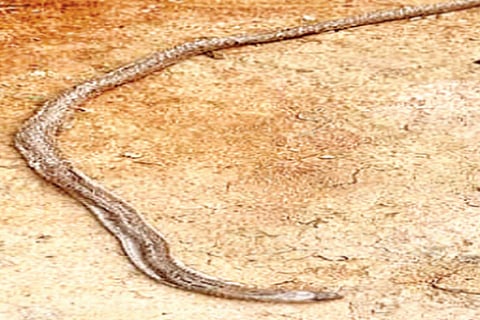 Snake Die After Bite Woman In Vizianagaram