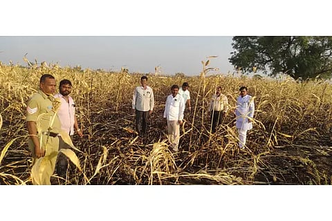 The fire burnt the white corn crop