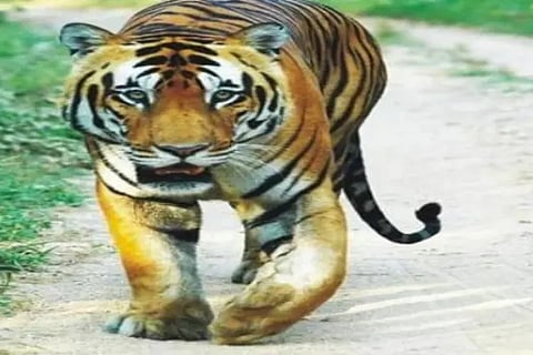Tiger dies in safari