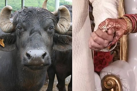 UP Woman Attempts Second Marriage To Buy Buffaloes