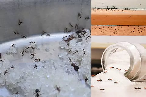 Ants Like Sugar