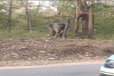 bhr elephant