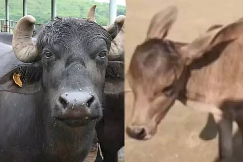Buffalo