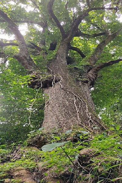 champa tree