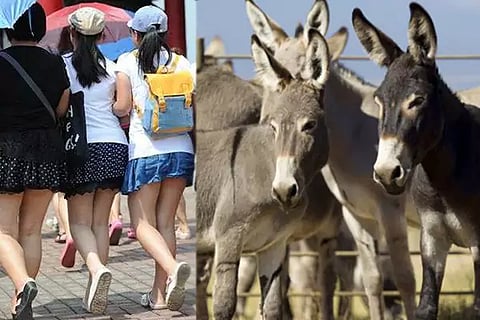 China Uses Donkeys