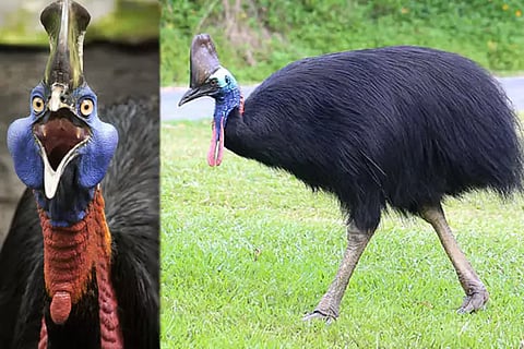 Dangerous Bird