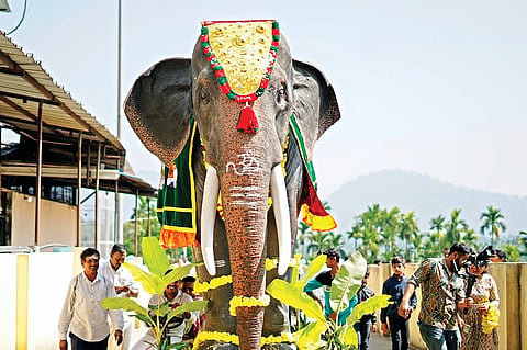 dvg-robatic-elephant.jpg