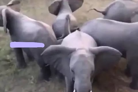 Elephants