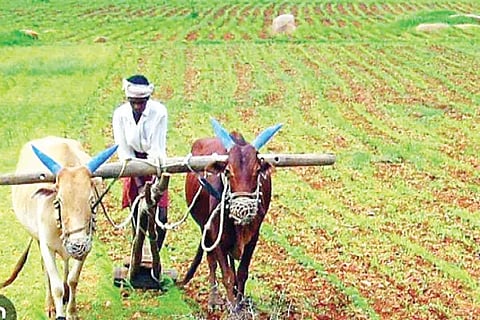 farmer