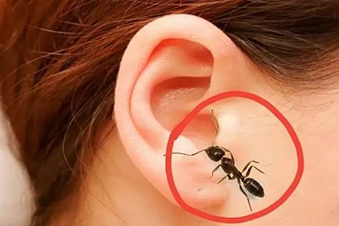 Insects