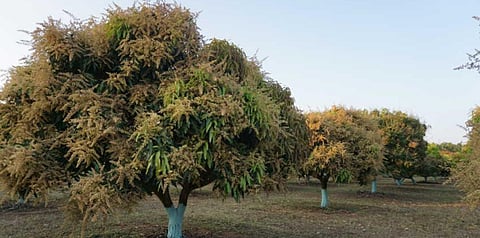 mango
