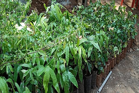 medicine plant