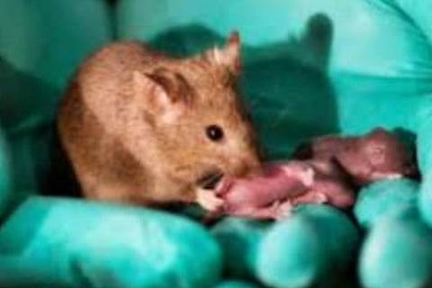 mice