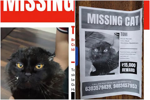 missing cat 