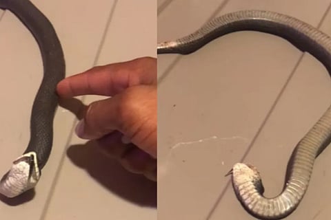 snake