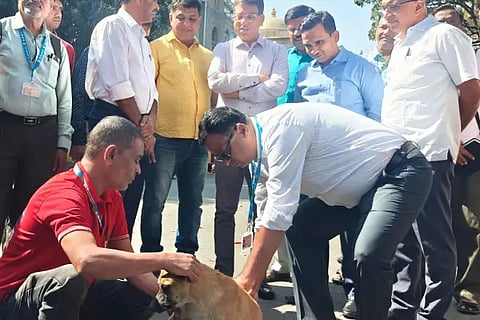streetdog vaccine