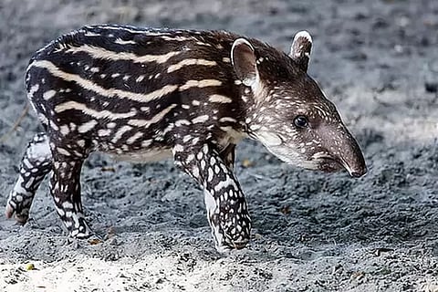Tapir