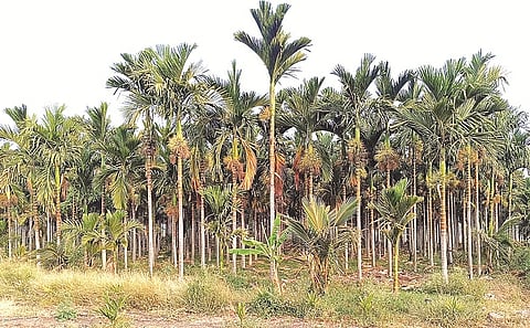 ಹಳೇಬೀಡಿನ ದ್ವಾರಸಮುದ್ರ ಕೆರೆ ಸಮೀಪದಲ್ಲಿರುವ ನರಸಿಂಹ ಮೂರ್ತಿ ಅವರ ತೋಟದಲ್ಲಿ ಅಡಕೆ ಫಸಲು ಬಿಡುವ ಹಂತಕ್ಕೆ ಬಂದಿರುವುದು.