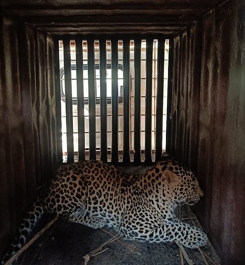 Cheetah