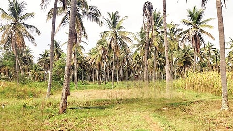  ಕೊಳೆತ, ಸುಳಿ ರೋಗ, ನುಸಿ ಪೀಡೆಯಿಂದಾಗಿ ತೆಂಗಿನ ತೋಟದಲ್ಲಿ ಎಳನೀರು ಇಳುವರಿ ಕಡಿಮೆಯಾಗಿರುವುದು.