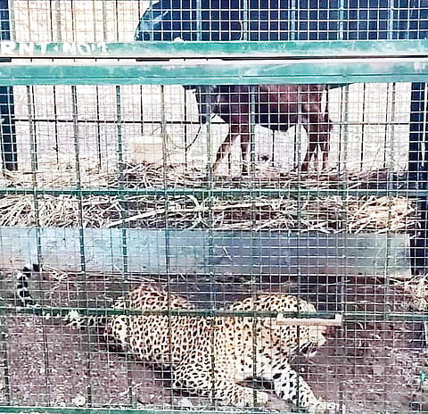 ಚಿರತೆ ಸೆರೆ